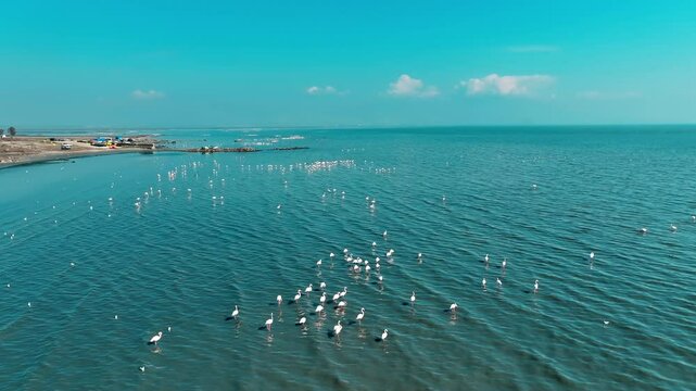 High quality image of flamingos captured by drone