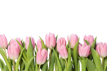8 March, International Women's Day, pink tulips, space for text, isolated on white background, PNG