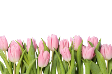 8 March, International Women's Day, pink tulips, space for text, isolated on white background, PNG
