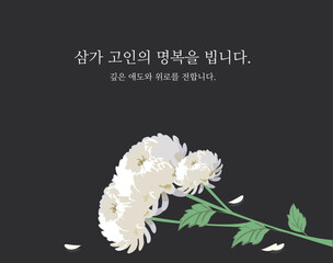 a white chrysanthemum with a black background