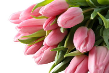 8 March, International Women's Day, bouquet of pink tulips, close up, isolated on white background, PNG