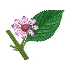 Illustration of flowers and leaves of lippia alba, also known as bushy matgrass, bushy lippia, and juanilama, isolated on a white background.
