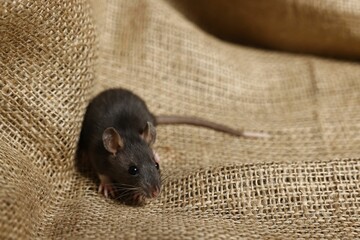 Grey rat on burlap fabric, space for text. Pest control