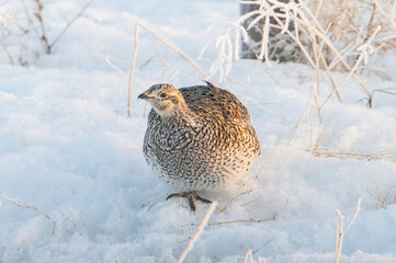 Sharp tailed grouse in the snow