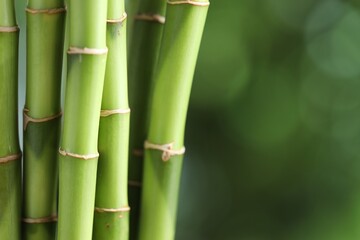 Decorative bamboo stems on blurred green background, closeup. Space for text