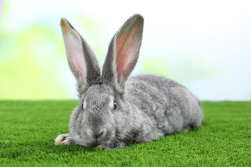 Fluffy grey rabbit on green grass outdoors