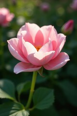 Obraz premium Petal of pale pink flower stretched out in sunlight, floral, natural