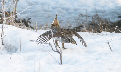 Sharp tailed grouse in the snow