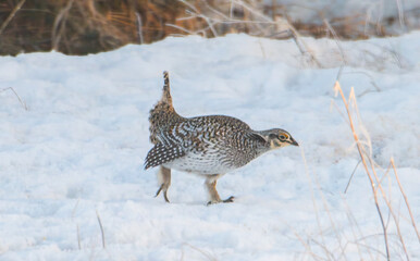Sharp tailed grouse in the snow