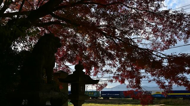秋の近江路を走るEF210牽引の貨物列車 （東海道本線 安土 - 能登川, 2024年12月）