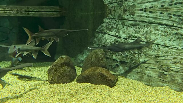 footage of American paddlefish also known as a Mississippi paddlefish, spoon-billed cat, or spoonbill at OdySea Aquarium in Scottsdale Arizona USA