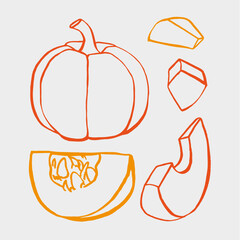 Hand drawn outline pumpkin EPS. Vegetable pumpkin plant for the production of packaging, textile, fabric and food. Pumpkin set plant color