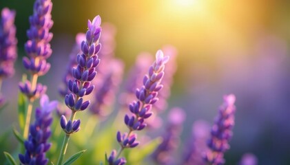 Obraz premium Lavender flowers in the sunlight filtering through, delicate petals, soft focus, bloom highlights