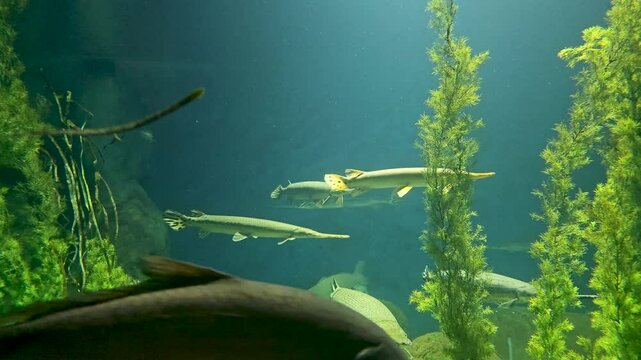 footage of American paddlefish also known as a Mississippi paddlefish, spoon-billed cat, or spoonbill at OdySea Aquarium in Scottsdale Arizona USA