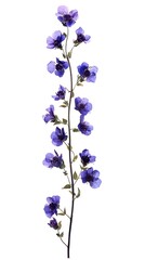 Fototapeta premium Pressed flower stem with purple larkspur flowers isolated on a white background, showcasing botanical beauty.
