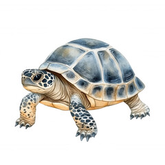 Obraz premium A detailed illustration of a turtle with a patterned shell, featuring unique textures and colors highlighting its natural beauty.