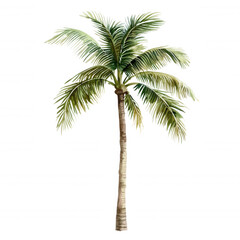 A tall palm tree with lush green fronds and a slender trunk.
