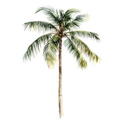 Obraz premium A tall palm tree with lush green leaves and a sturdy trunk, showcasing a tropical appearance.