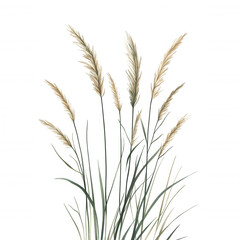 A cluster of tall, feathery grasses with golden spikes, showcasing delicate textures and slender green leaves, creating an elegant natural display.