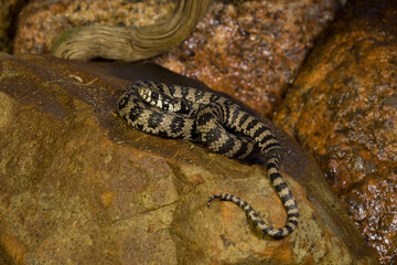 Natrice, Natrix natrix cetti, Monte Limbara. Berchidda, Olbia Tempio, Sardegna, Italia
