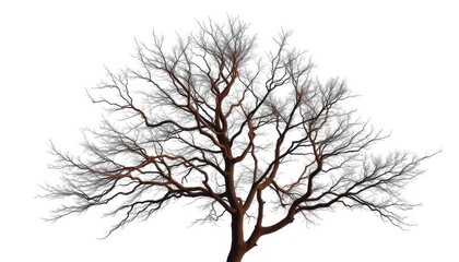 Obraz premium Lone deciduous tree, stark branches against bright white, illustration, image