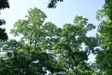緑萌える