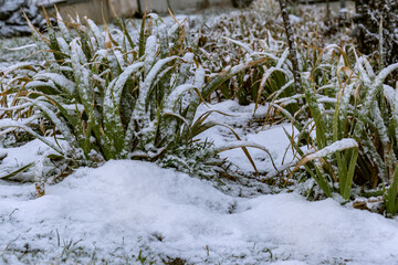 Green iris leaves under snow in winter.