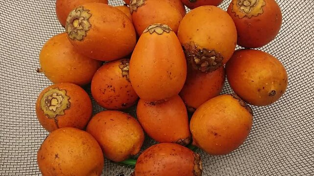 Hand picking awara fruit from mesh bowl. Top view of tucuma.