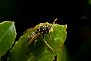  wasp on a leave, Paper wasp (Polistes gallicus, Polistes dominulus),  Sardinia, Italy.
