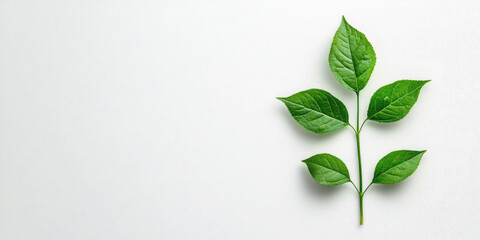 Fototapeta premium Minimalist flat lay of a fresh green leaf stem centered on a clean white background with copy space on the left. Ideal for sites/blogs on ecology, organic products, health, natural beauty
