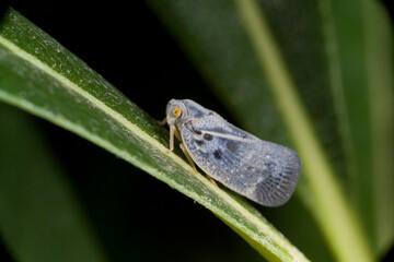 Metcalfa pruinosa, the citrus flatid planthopper, is a species of insect in the Flatidae family of planthoppers