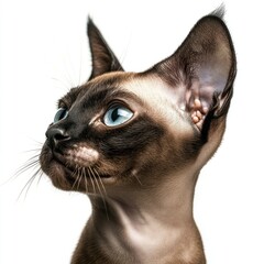 Detailed and sharp image of a Sphynx cat on a white background, ready for use in educational materials and specialty pet care branding, emphasizing its hairless skin.