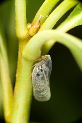 Metcalfa pruinosa, the citrus flatid planthopper, is a species of insect in the Flatidae family of planthoppers