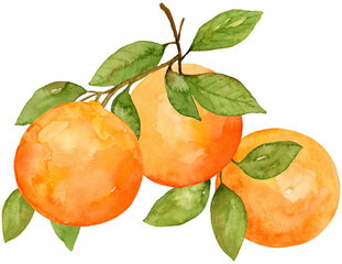 Three oranges on branch watercolor hand drawn and painted on isolated background. Citrus fruit tropical food