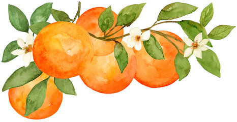 Orange and flower on branch watercolor composition citrus fruit hand drawn and painted on isolated background. Tropical food border