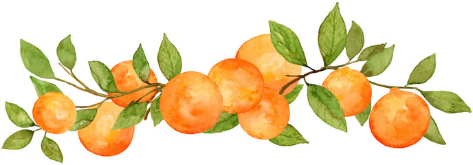 Orange on branch composition watercolor long fruit vine hand drawn and painted on isolated background. Citrus tropical food border