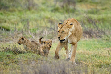 Lions @ Serengeti