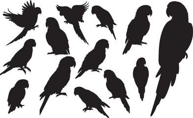 Obraz premium Conure Silhouettes