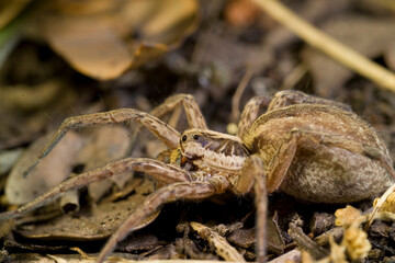 Closeup on one of the largest European wolf spiders, Hogna radiata, living in the mediterranean Sardinia, Italy.