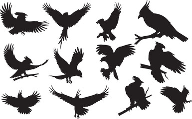 Harpy Silhouette on White Background