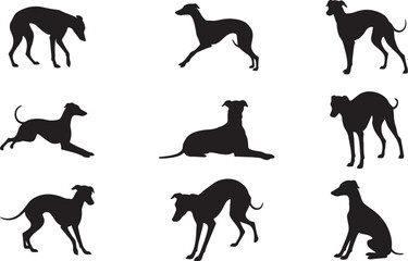 Italian Greyhound Silhouette on White Background