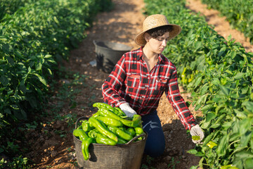 Portrait of woman gardener picking harvest of bell peppers to basket