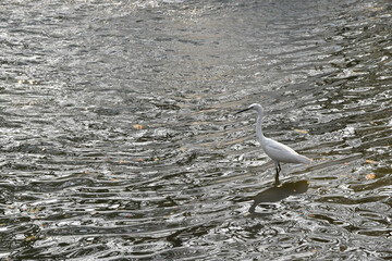 single heron standing in shallow with shiny ripple of stream flowing