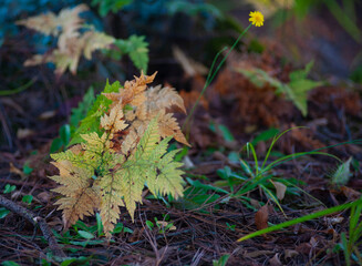 autumn leaves in the forest