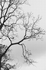 silhouette of a tree in the fog