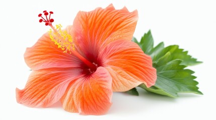 Stunning Orange Hibiscus Flower  PNG  Floral Bloom  Tropical Plant  White Background
