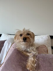 Maltese Yorkie dog smiling after waking up from a nap
