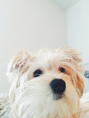 White and Brown Maltese Yorkie female puppy closeup