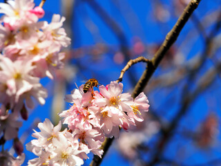 Close-up of an European honey bee (apis mellifera) approaching a cluster of blossoms of the...