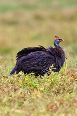A black-crowned crane stands on the green grass.
